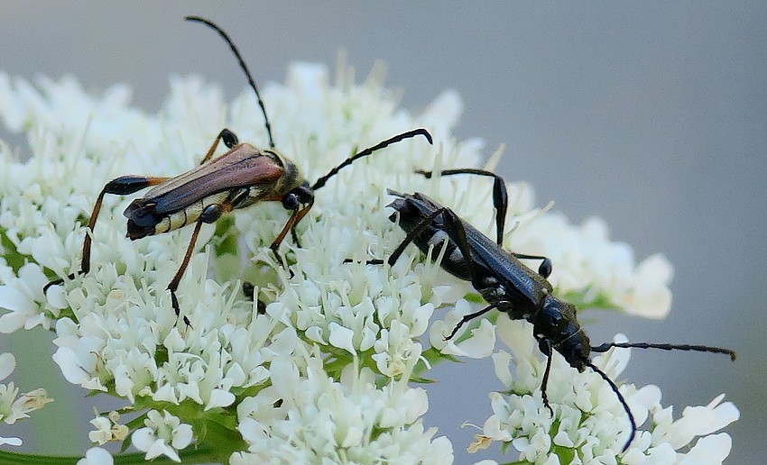 Cerambycidae: coppia di Stenopterus ater